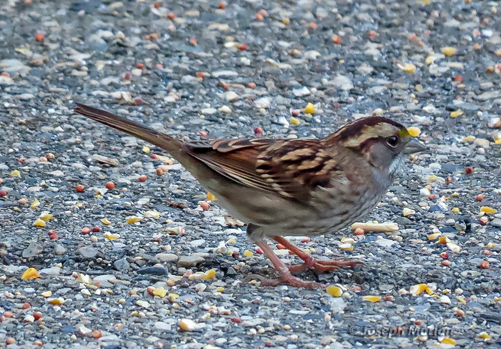 White-throated Sparrow - ML643732536