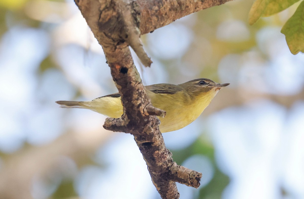 Philadelphia Vireo - ML643732542
