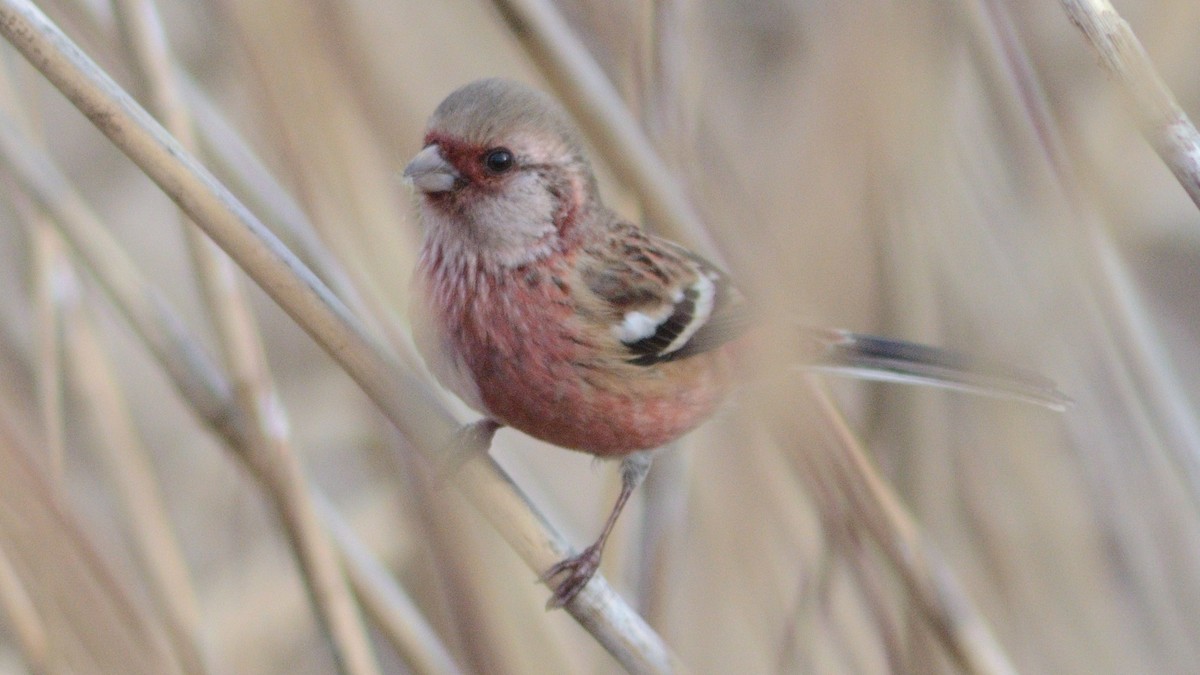 Long-tailed Rosefinch - ML643732543