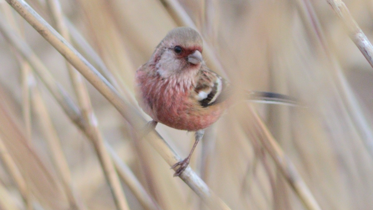 Long-tailed Rosefinch - ML643732544