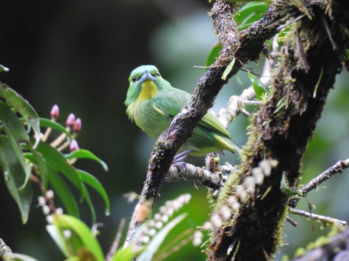 Green Shrike-Vireo - ML643732557