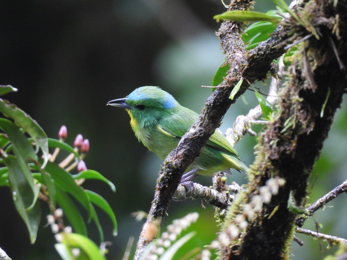 Green Shrike-Vireo - ML643732558