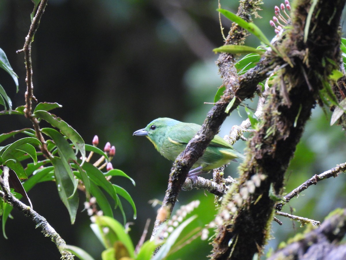 Green Shrike-Vireo - ML643732559