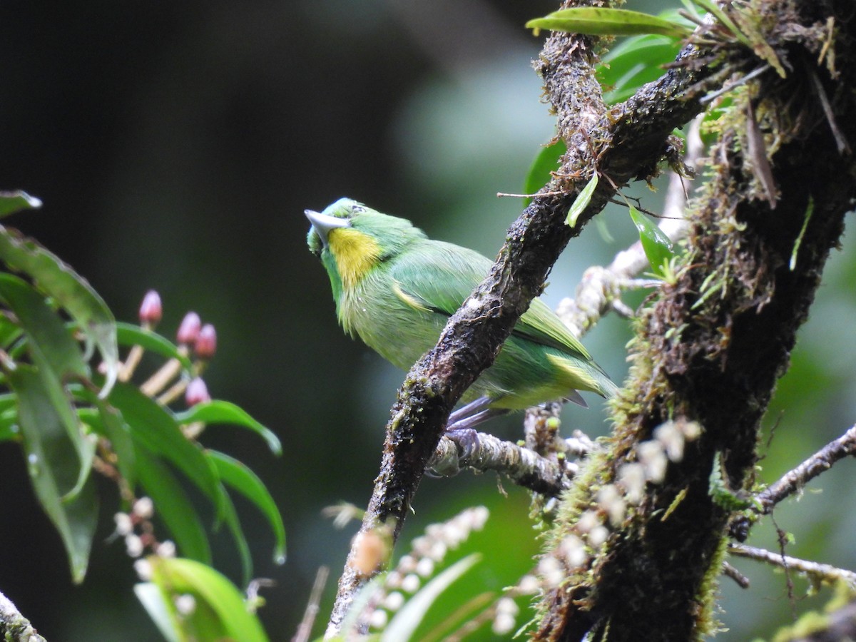 Green Shrike-Vireo - ML643732560