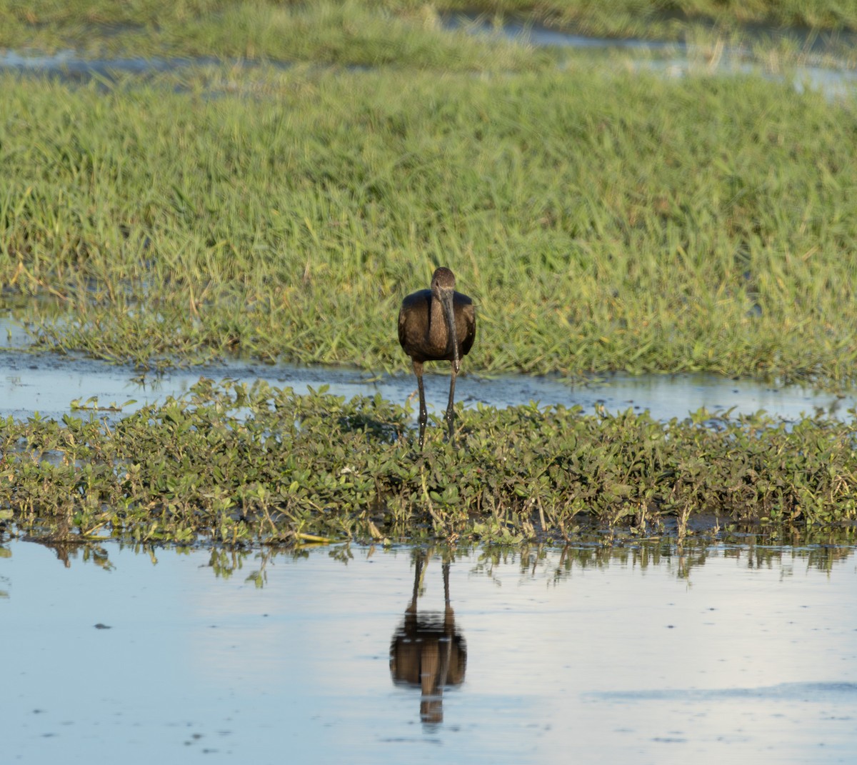 White-faced Ibis - ML643732561