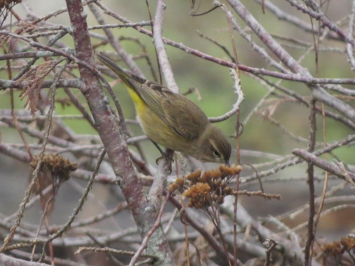 Palm Warbler - ML643732565