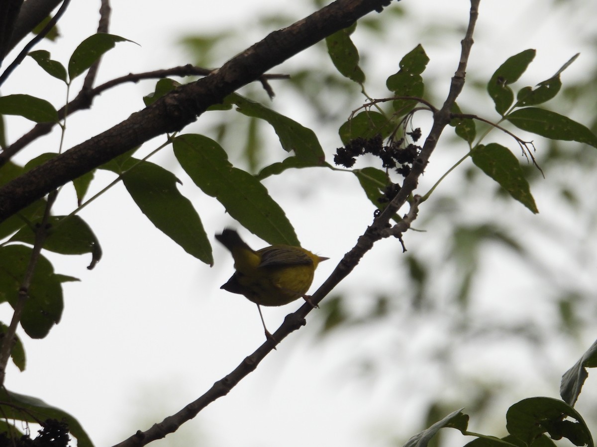 Wilson's Warbler - ML643732569