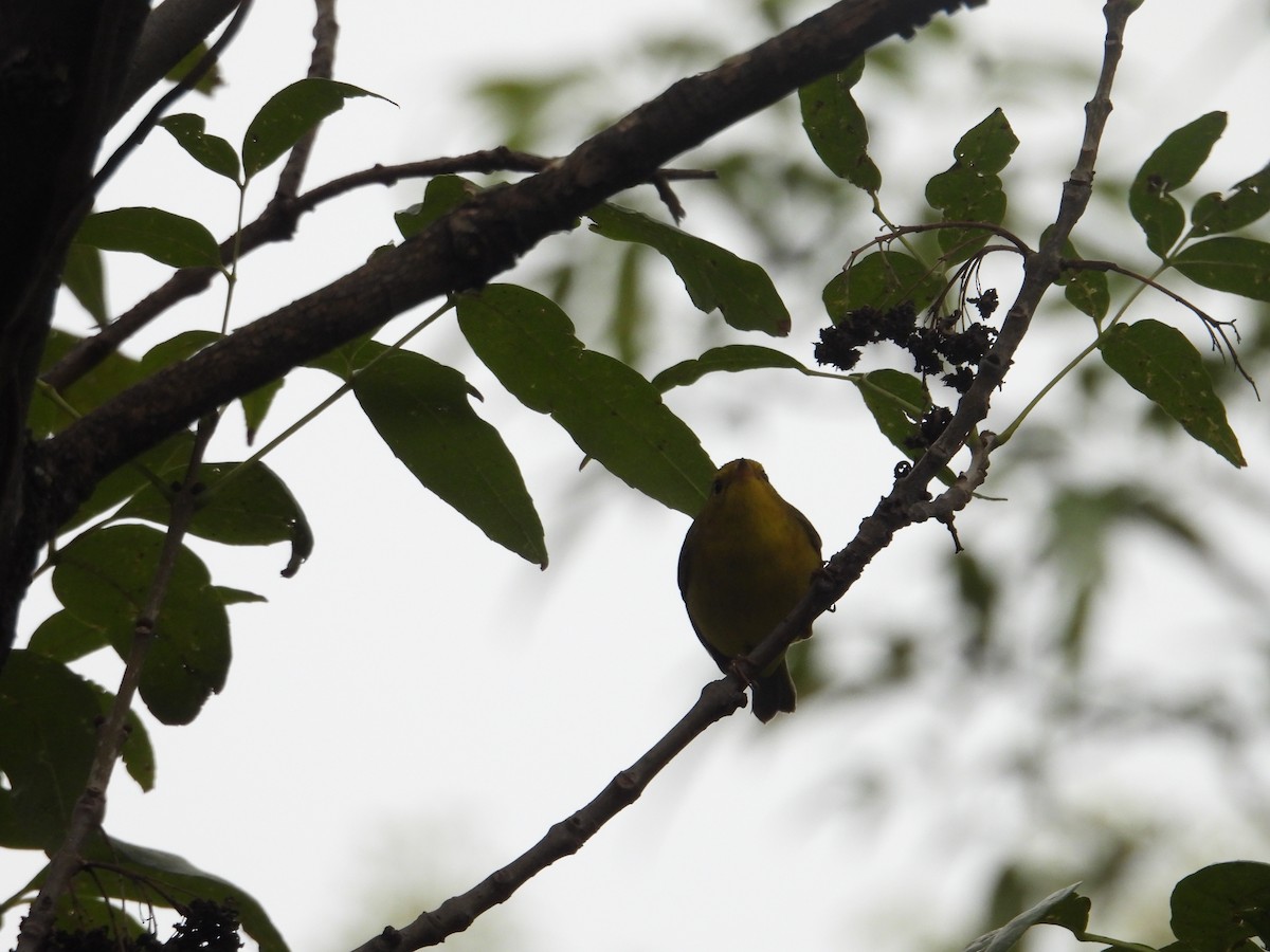 Wilson's Warbler - ML643732570