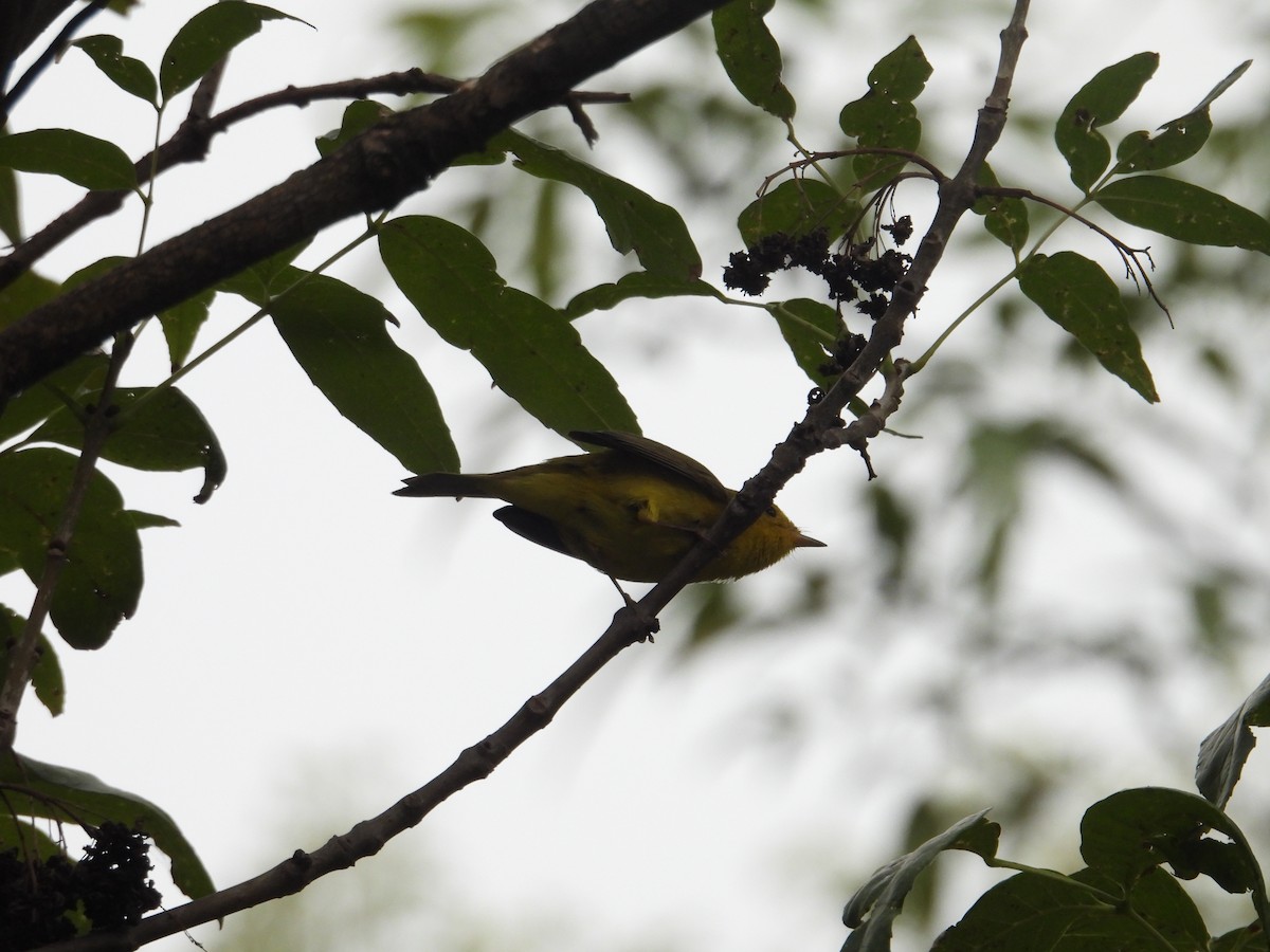 Wilson's Warbler - ML643732571