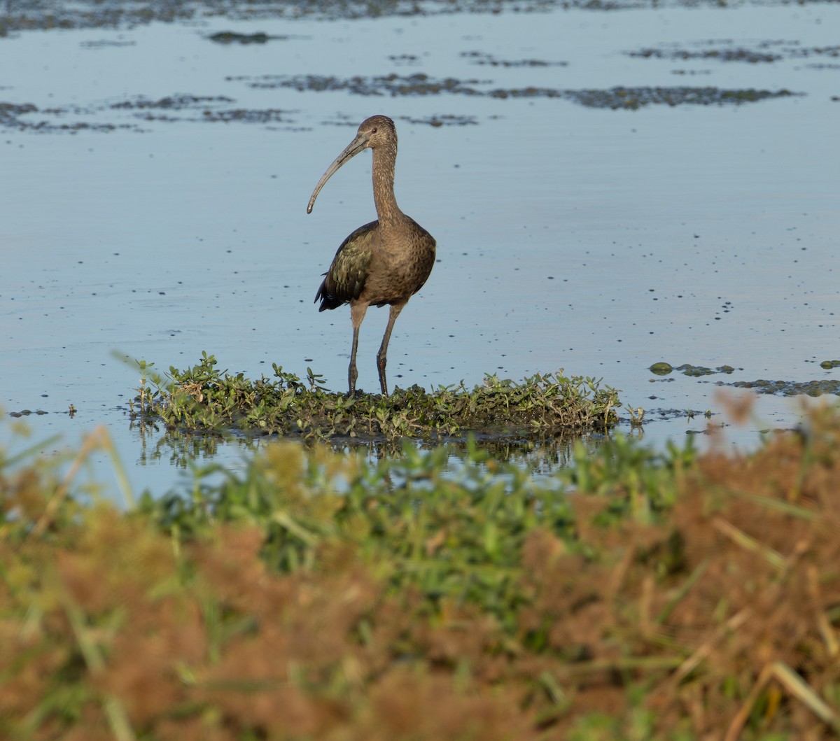 White-faced Ibis - ML643732583