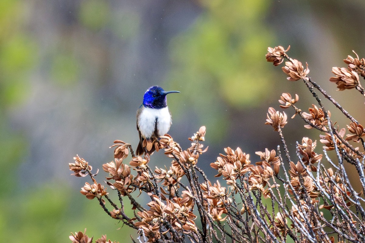 Ecuadorian Hillstar - ML643732591