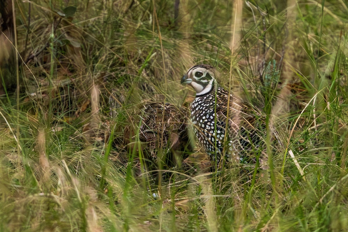 Montezuma Quail - ML643732609