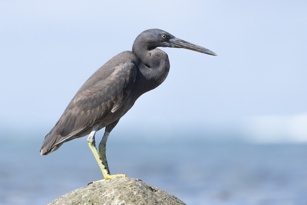 Pacific Reef-Heron - ML643732619
