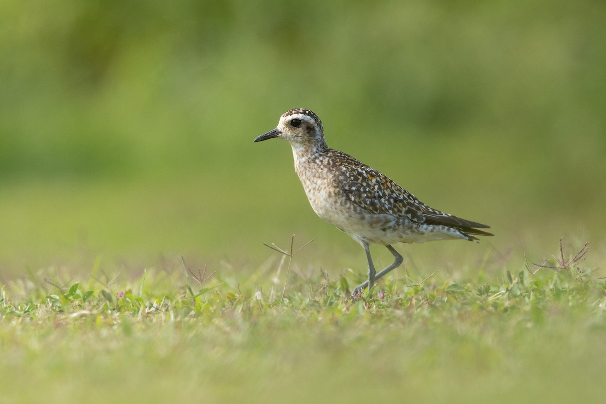 Pacific Golden-Plover - ML643732660