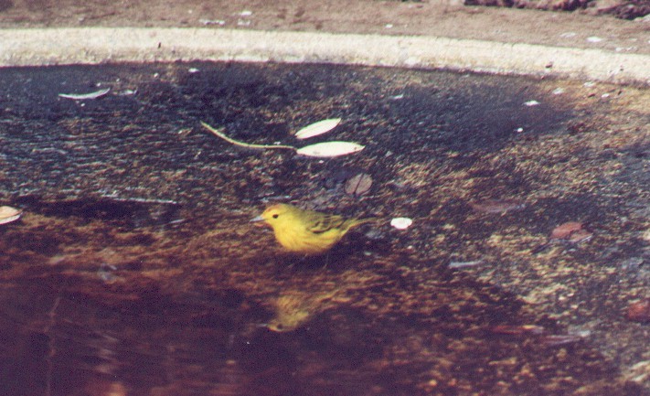 Yellow Warbler (Galapagos) - ML643732664