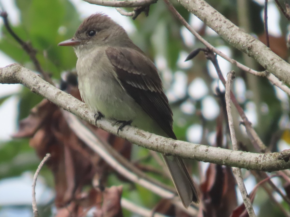 Eastern Wood-Pewee - ML643732748