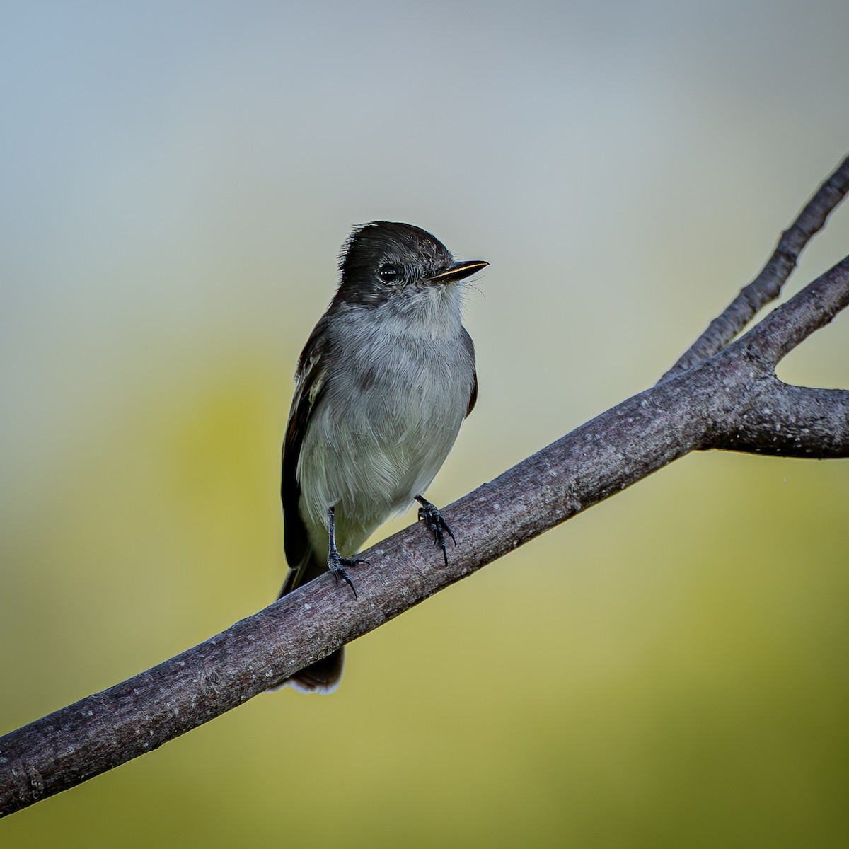 Caribbean Elaenia - ML643732769
