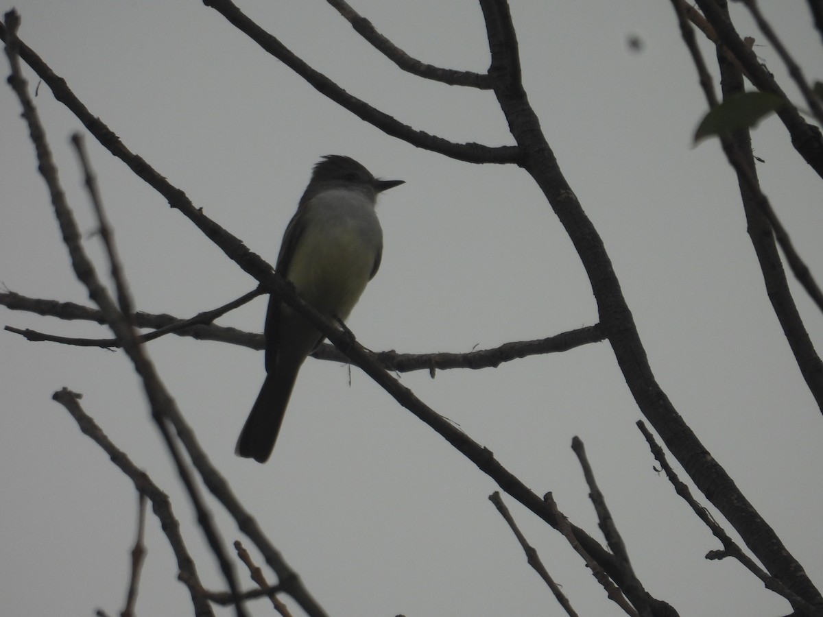 Myiarchus sp. - ML643732772