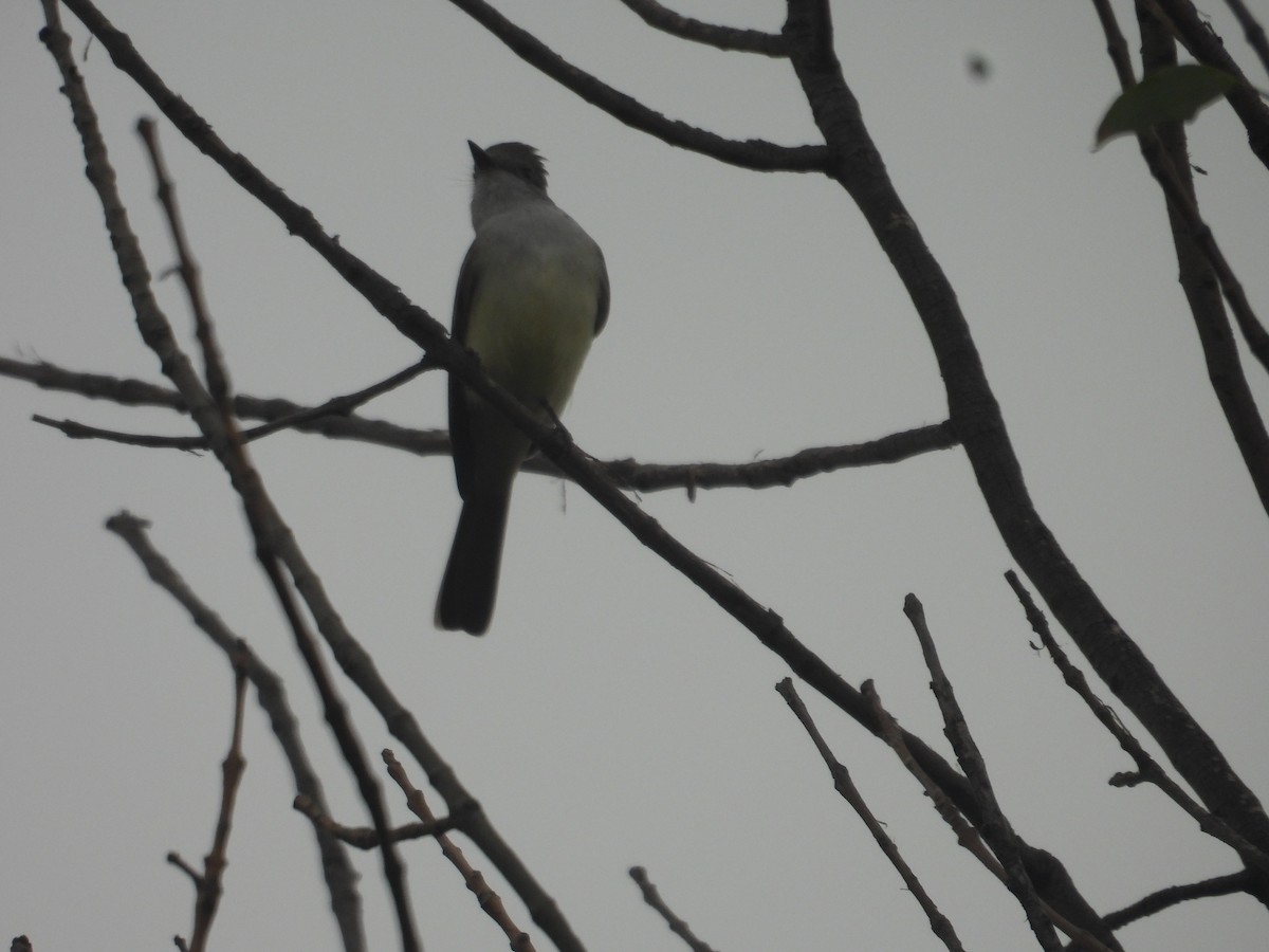 Myiarchus sp. - ML643732773