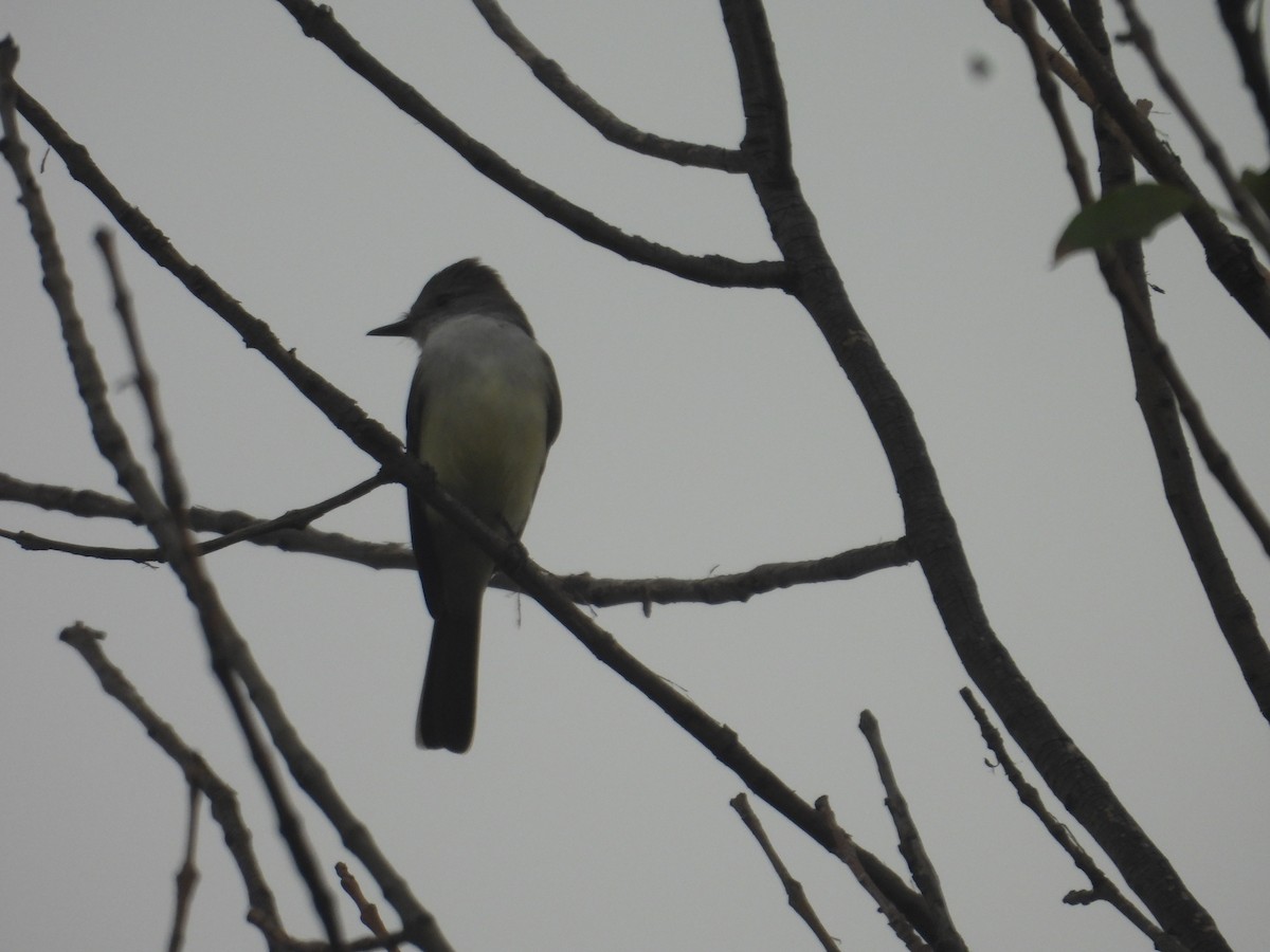 Myiarchus sp. - ML643732774
