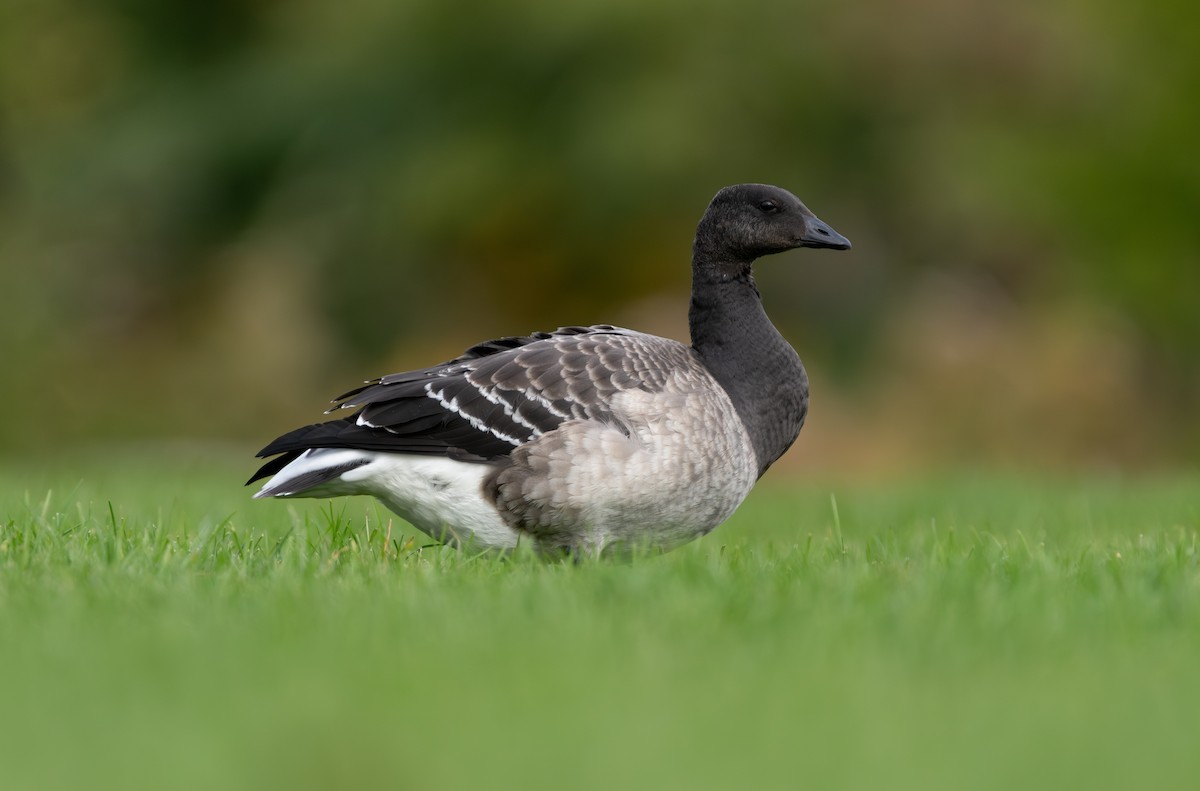 Brant - ML643732802