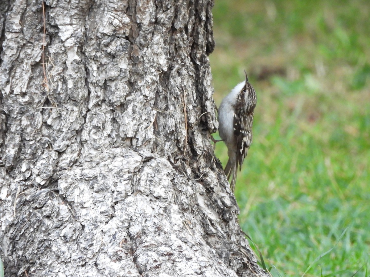 Brown Creeper - ML643732810