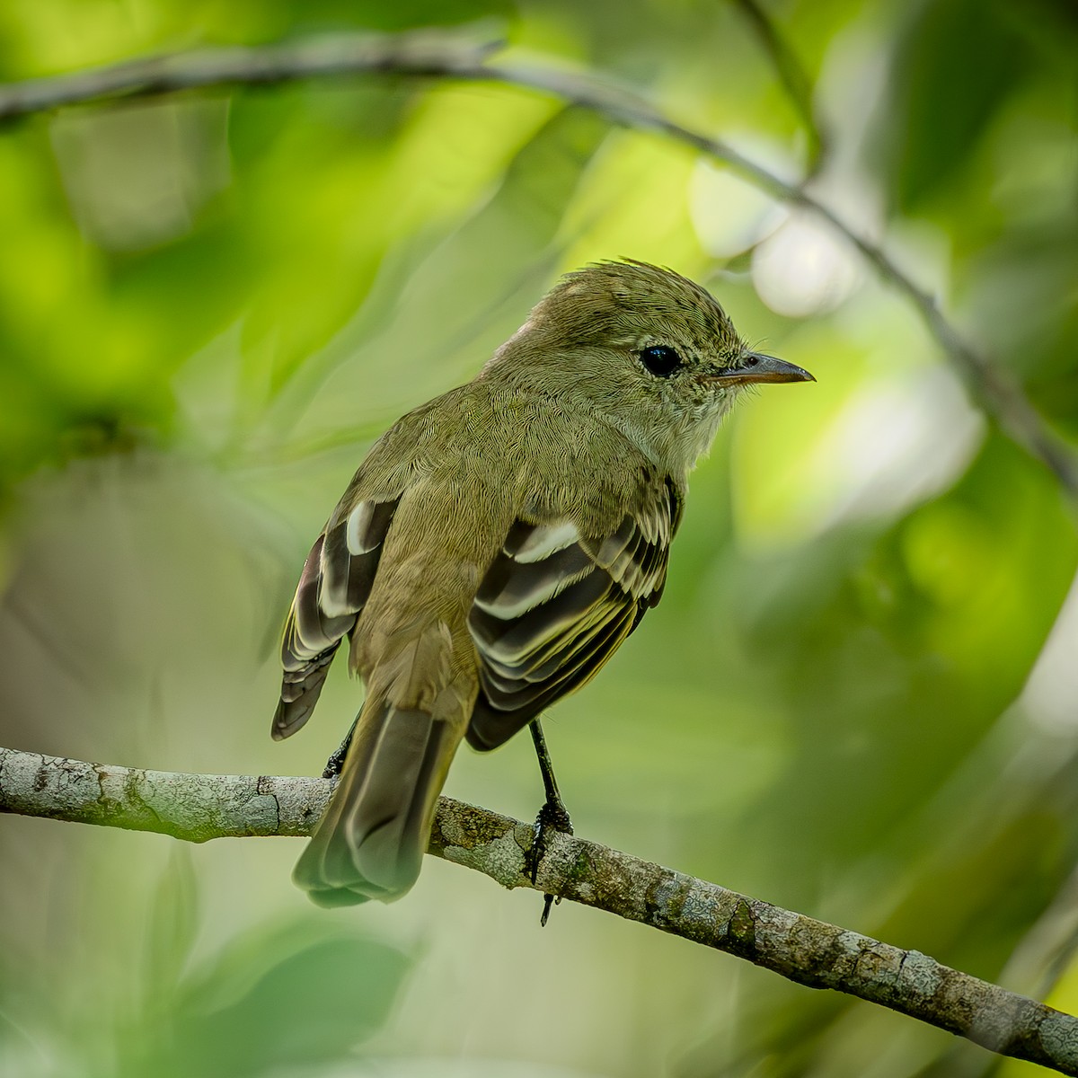 Caribbean Elaenia - ML643732813