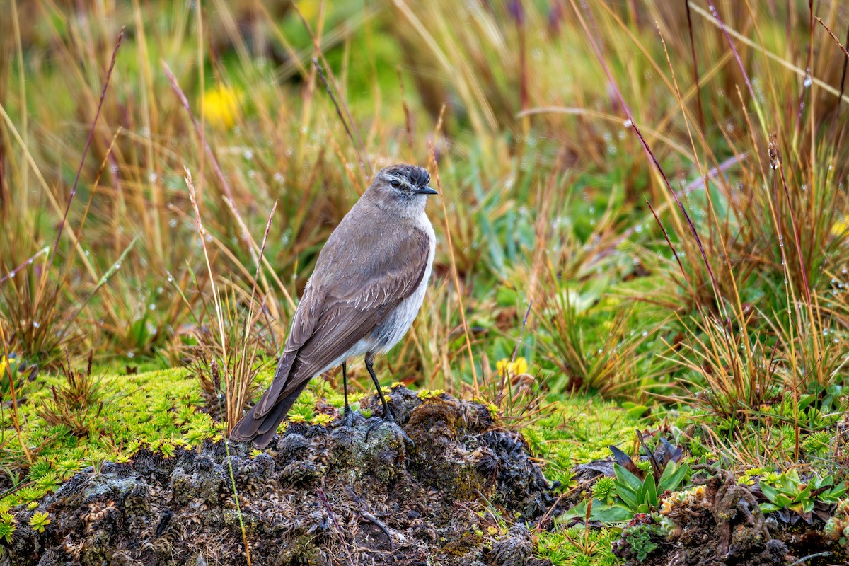 Dormilon à grands sourcils - ML643732815