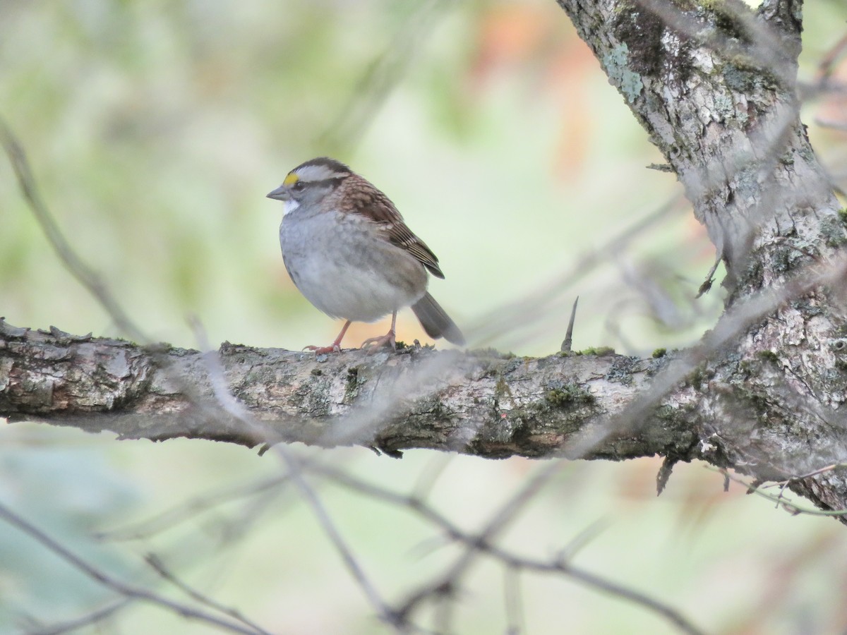 White-throated Sparrow - ML643732821