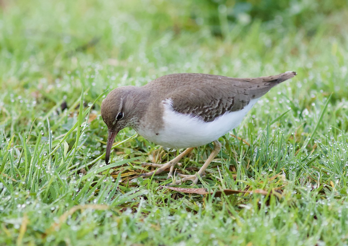 Spotted Sandpiper - ML643732822