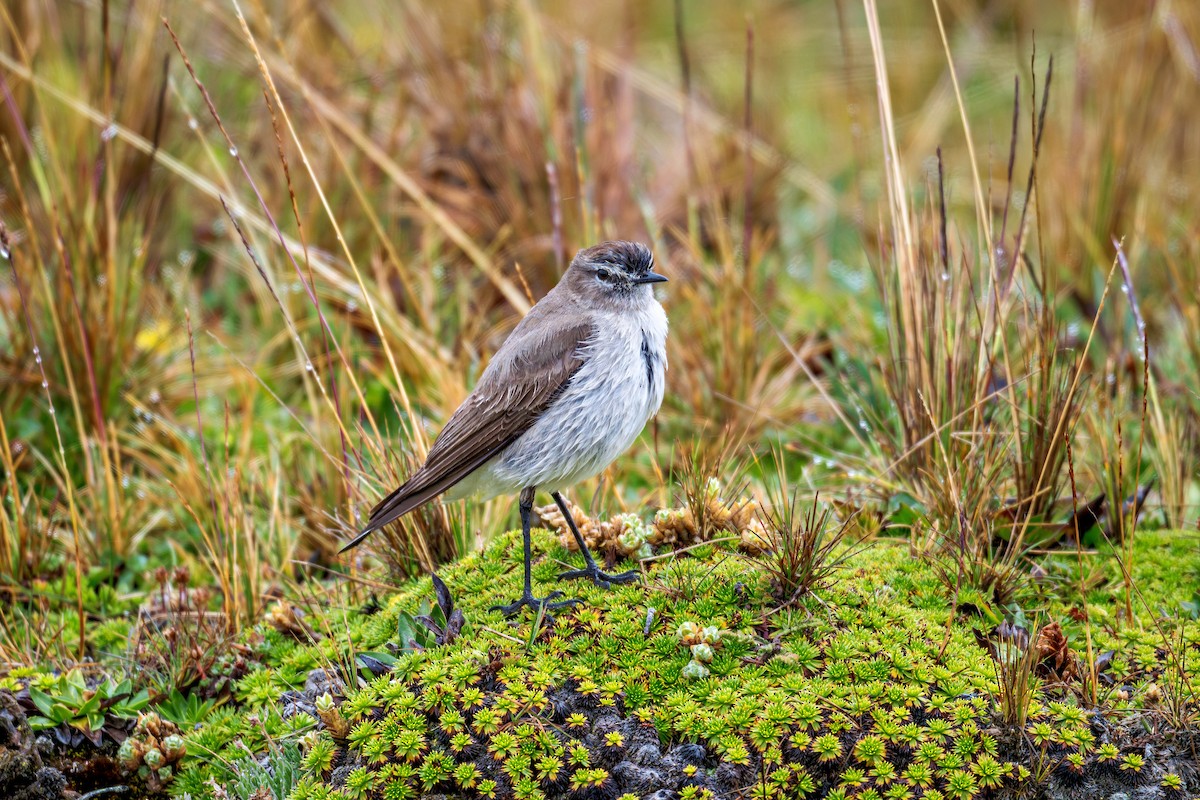 Dormilon à grands sourcils - ML643732825