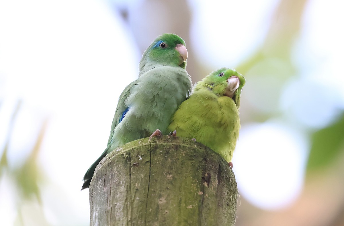 Spectacled Parrotlet - ML643732830