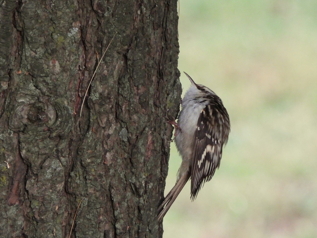 Brown Creeper - ML643732840