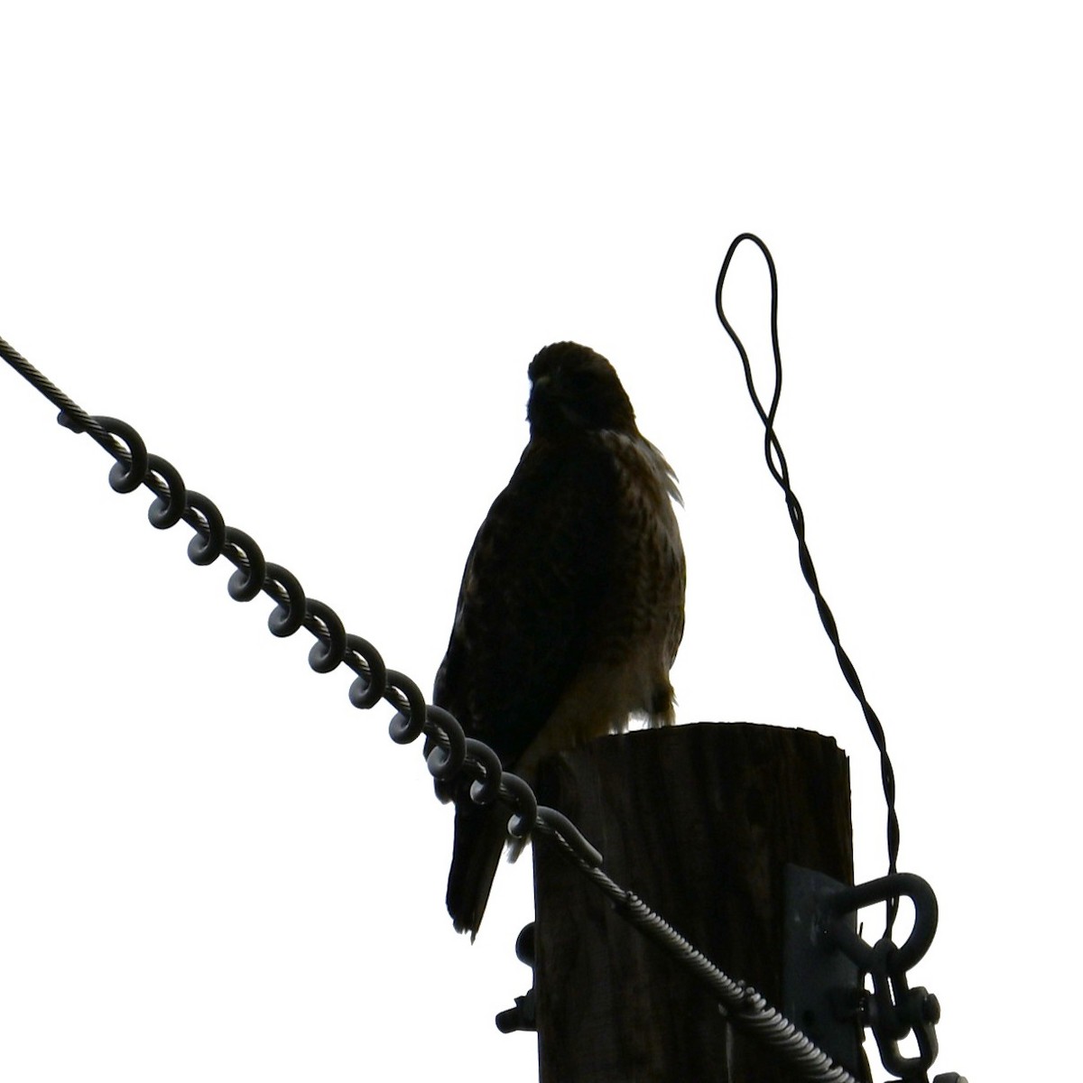 Red-tailed Hawk - ML643732903
