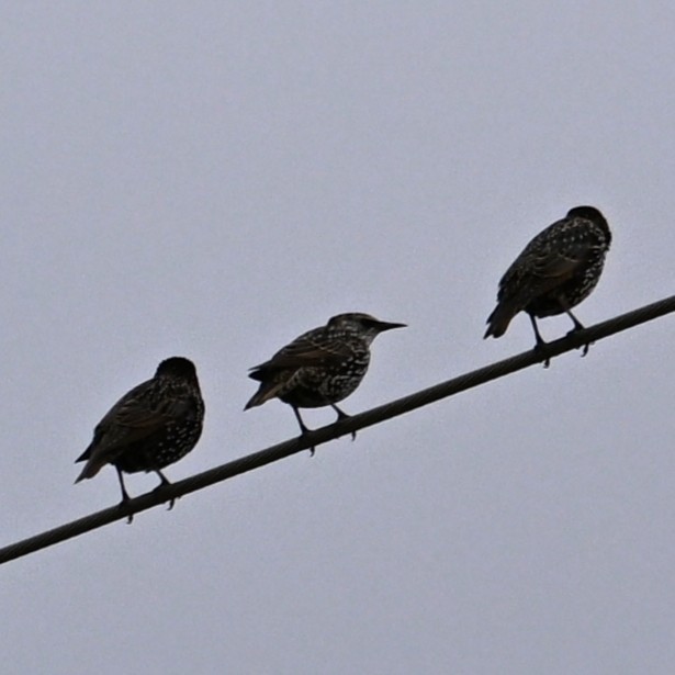 European Starling - ML643732924