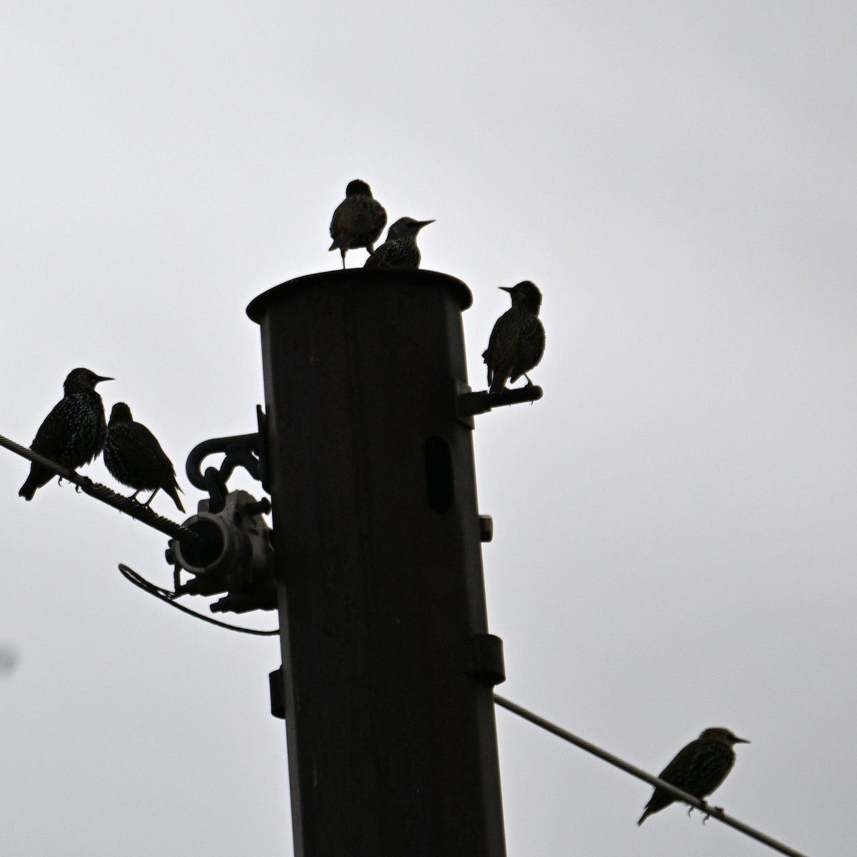 European Starling - ML643732925