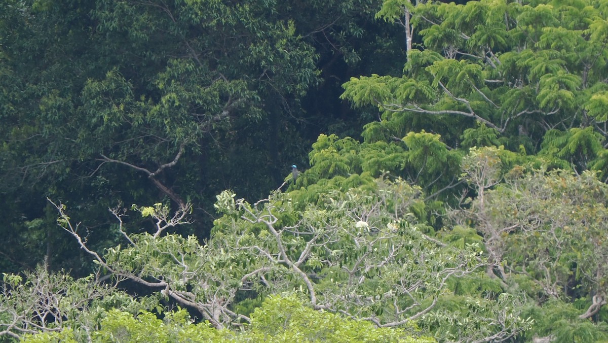 Purple-winged Roller - ML643732927