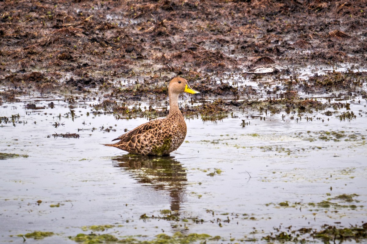 Yellow-billed Pintail - ML643732936