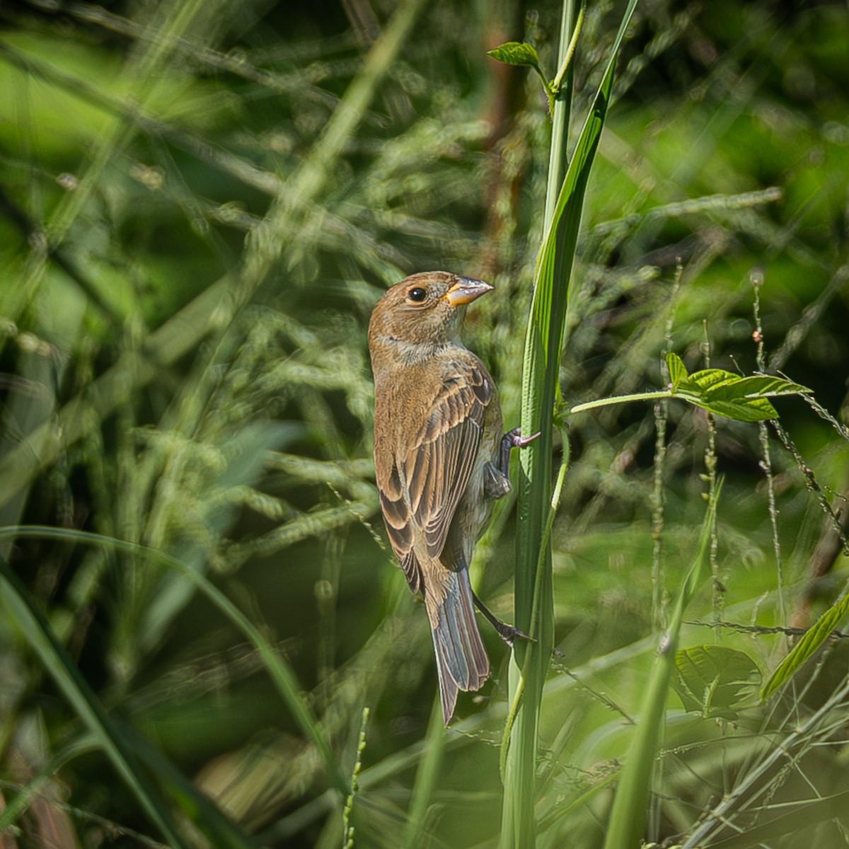 Indigo Bunting - ML643732943