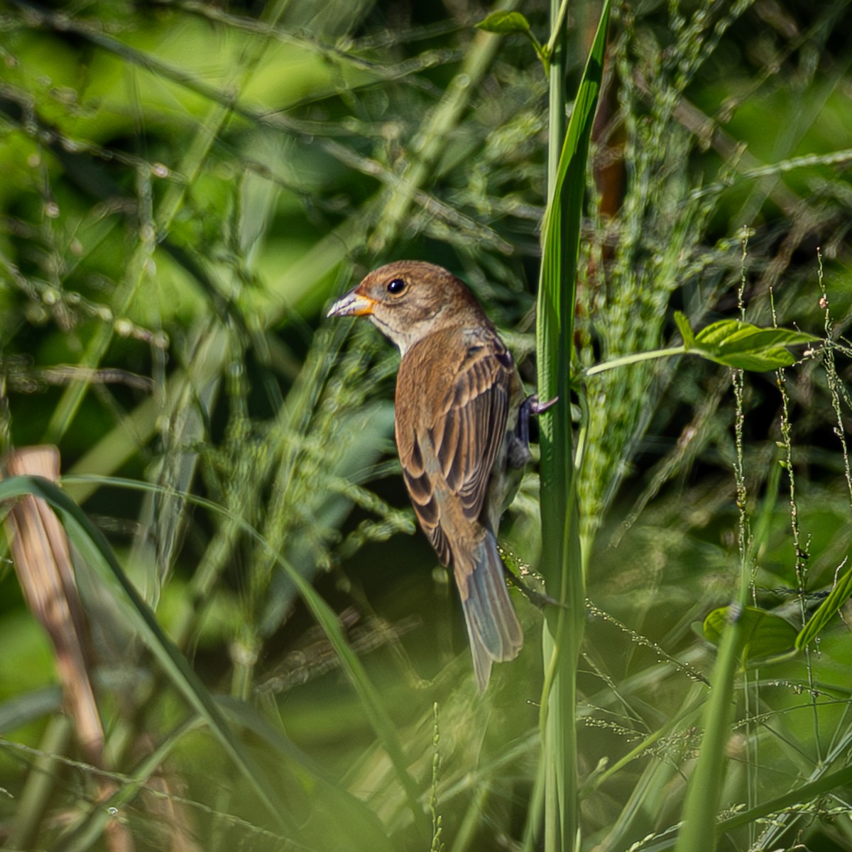 Indigo Bunting - ML643732944