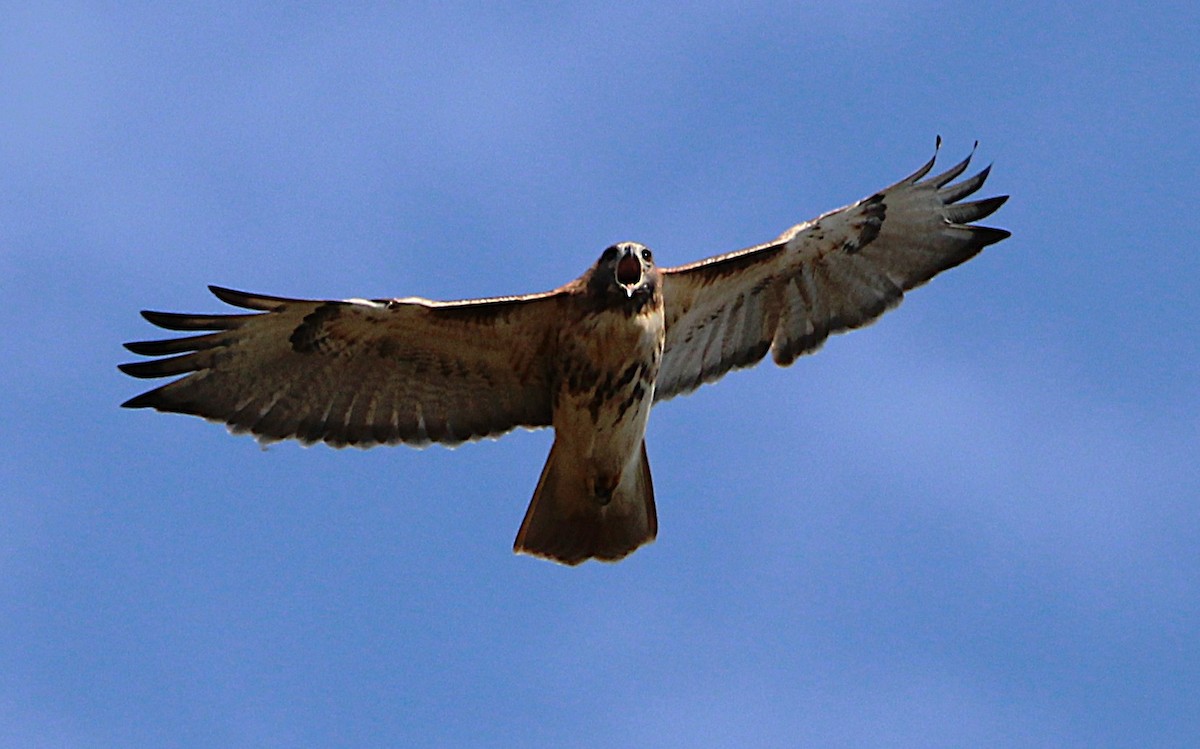 Red-tailed Hawk - ML643732951