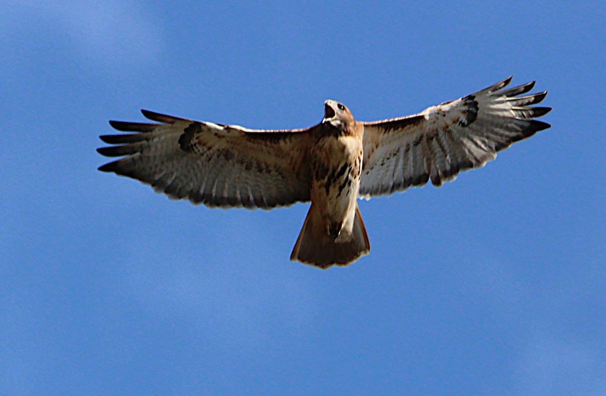 Red-tailed Hawk - ML643732953