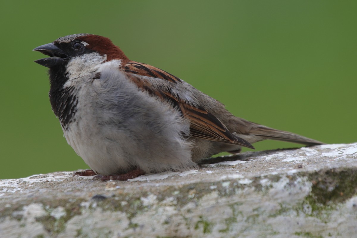 House Sparrow - ML643732961