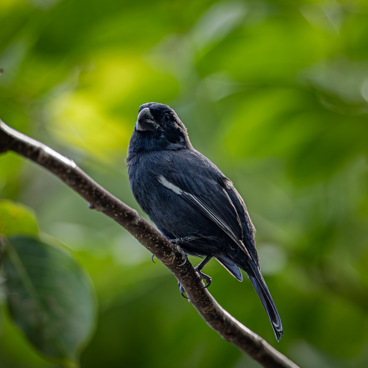 グランドケイマンウソ - ML643732972