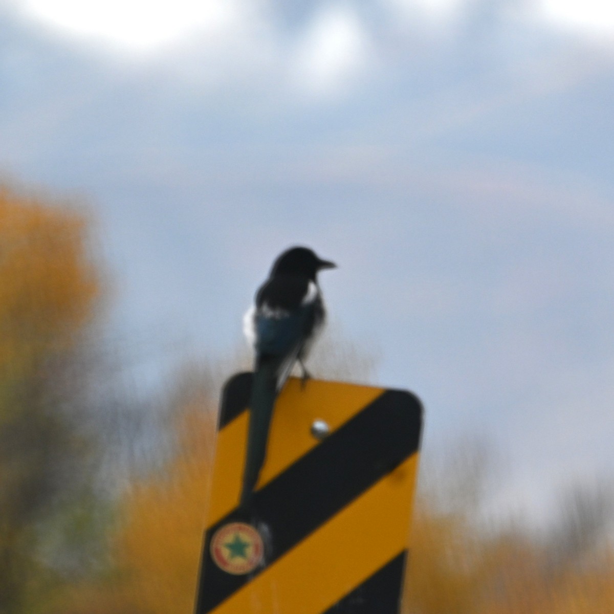 Black-billed Magpie - ML643732974