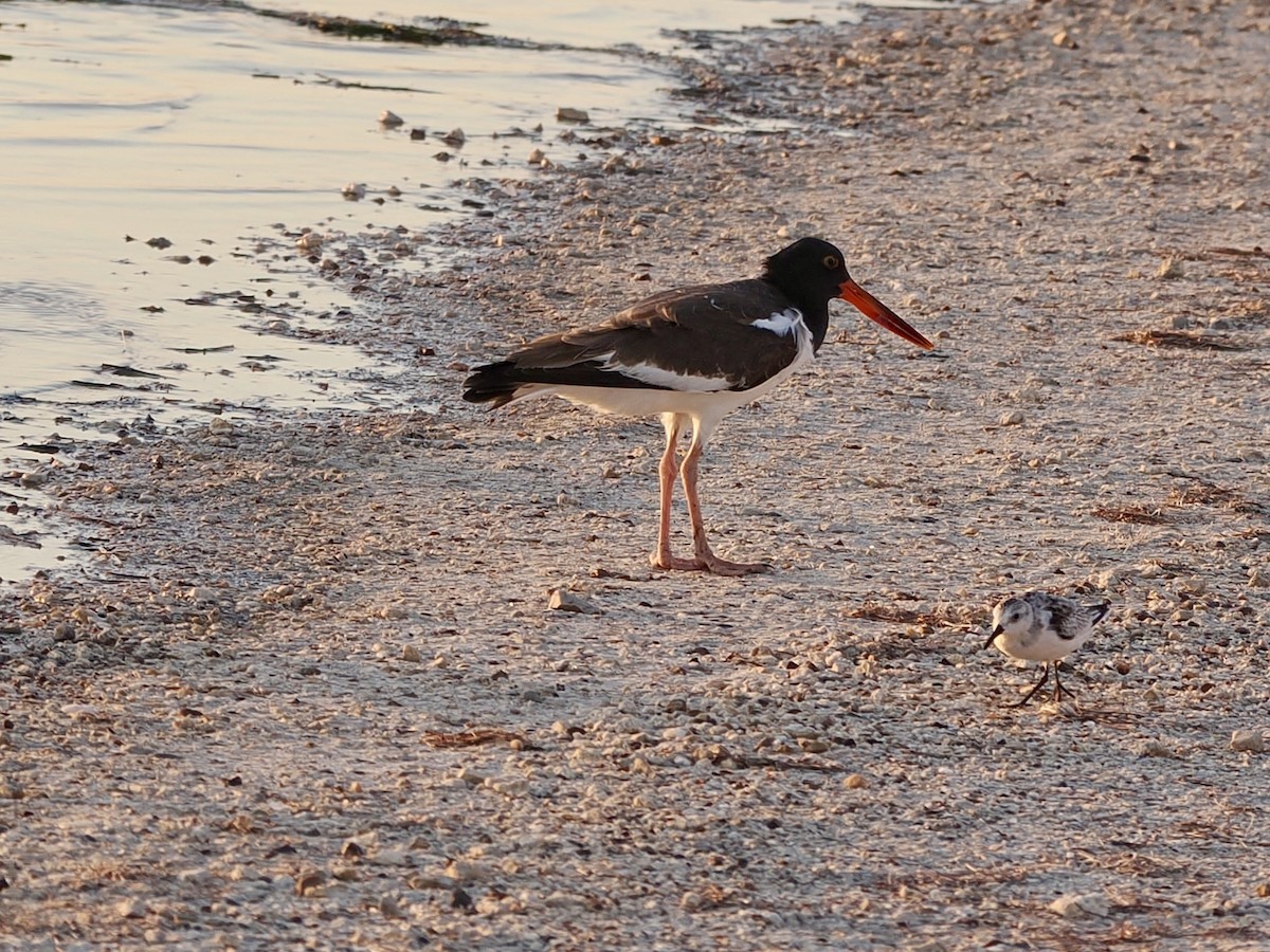 American Oystercatcher - ML643732977
