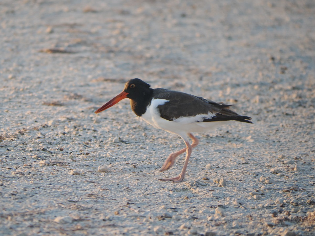 American Oystercatcher - ML643732978