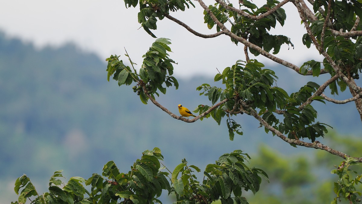 Black-naped Oriole (Sulawesi) - ML643732993