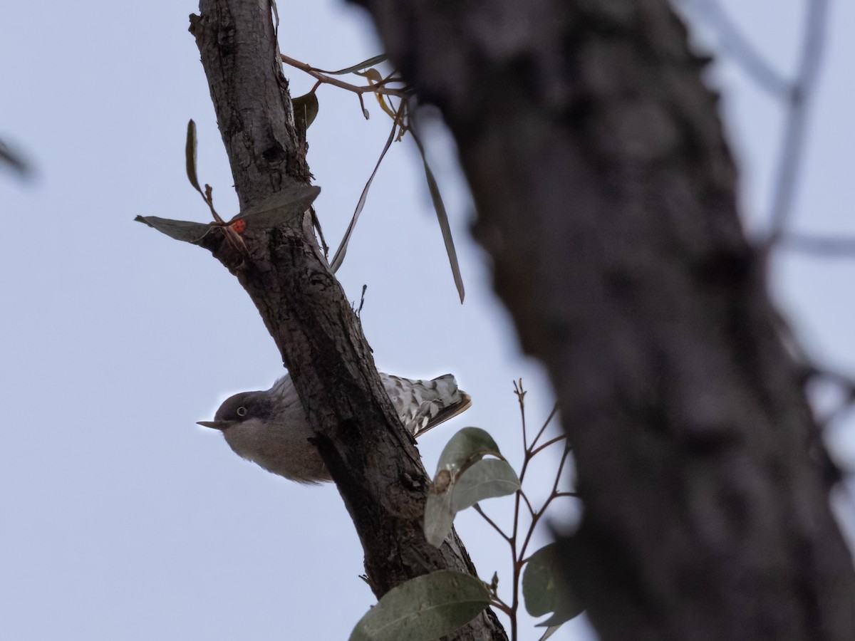 Varied Sittella - ML643732997