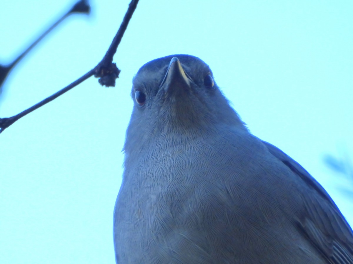 Gray Catbird - ML643733011